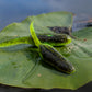 Froglet