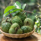 Soursop Leaf Elixir