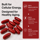 Urolithin A Supplement Softgels 500mg for Cellular Renewal & Healthy Aging